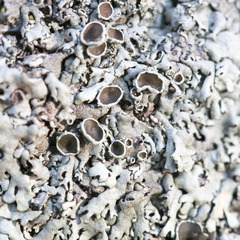 Xanthoparmelia verrucigera