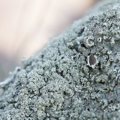 Xanthoparmelia verrucigera