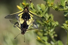 Libelloides coccajus