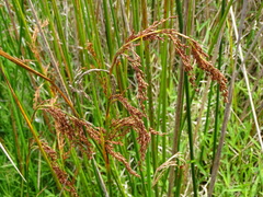 Machaerina articulata