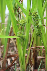 Sparganium erectum neglectum