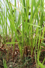 Sparganium erectum neglectum