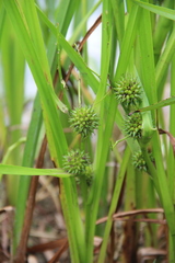 Sparganium erectum neglectum