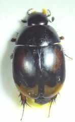 Sphaeridium scarabaeoides