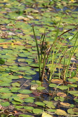 Sparganium erectum neglectum