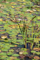 Sparganium erectum neglectum