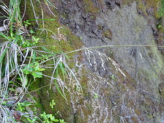 Poa anceps