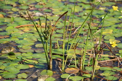 Sparganium erectum neglectum