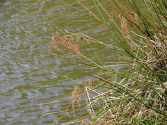 Machaerina articulata