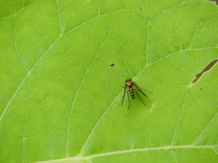 Condylostylus occidentalis