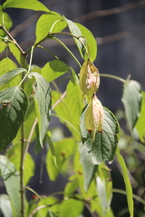 Staphylea colchica