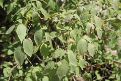 Staphylea colchica