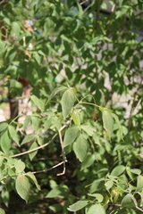 Staphylea colchica
