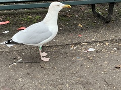 Larus argentatus