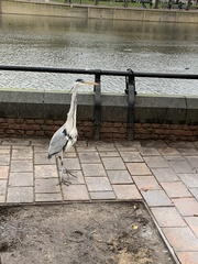 Ardea cinerea