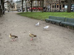 Alopochen aegyptiaca