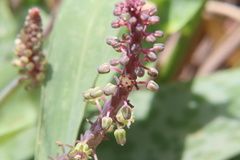 Ledebouria ensifolia