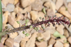 Ledebouria ensifolia