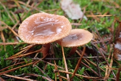 Lactarius hepaticus