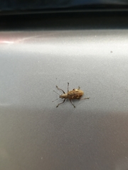 Mimographus