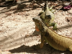 Iguana iguana