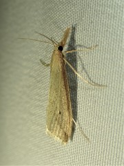 Donacaula longirostrallus