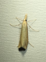 Donacaula longirostrallus