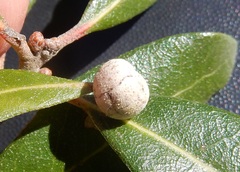 Allokermes cueroensis