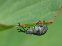 Pseudoperapion brevirostre