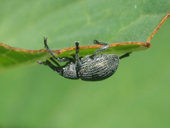 Pseudoperapion brevirostre