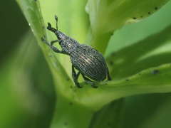 Pseudoperapion brevirostre