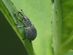 Pseudoperapion brevirostre