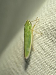 Draeculacephala angulifera