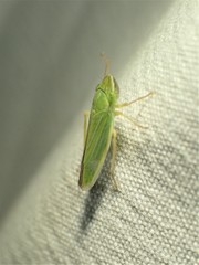 Draeculacephala angulifera