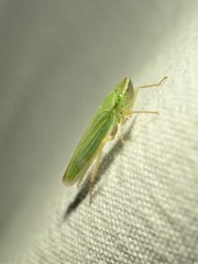 Draeculacephala angulifera