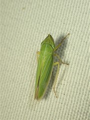Draeculacephala angulifera