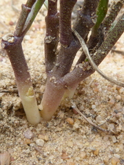 Brachystelma