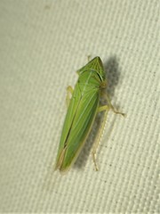 Draeculacephala angulifera