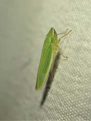 Draeculacephala angulifera