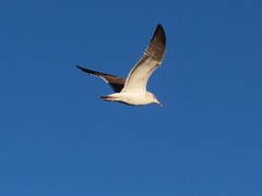 Larus fuscus