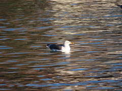 Larus fuscus