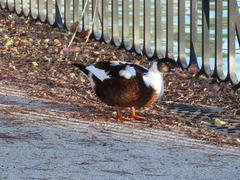 Anas platyrhynchos × Cairina moschata