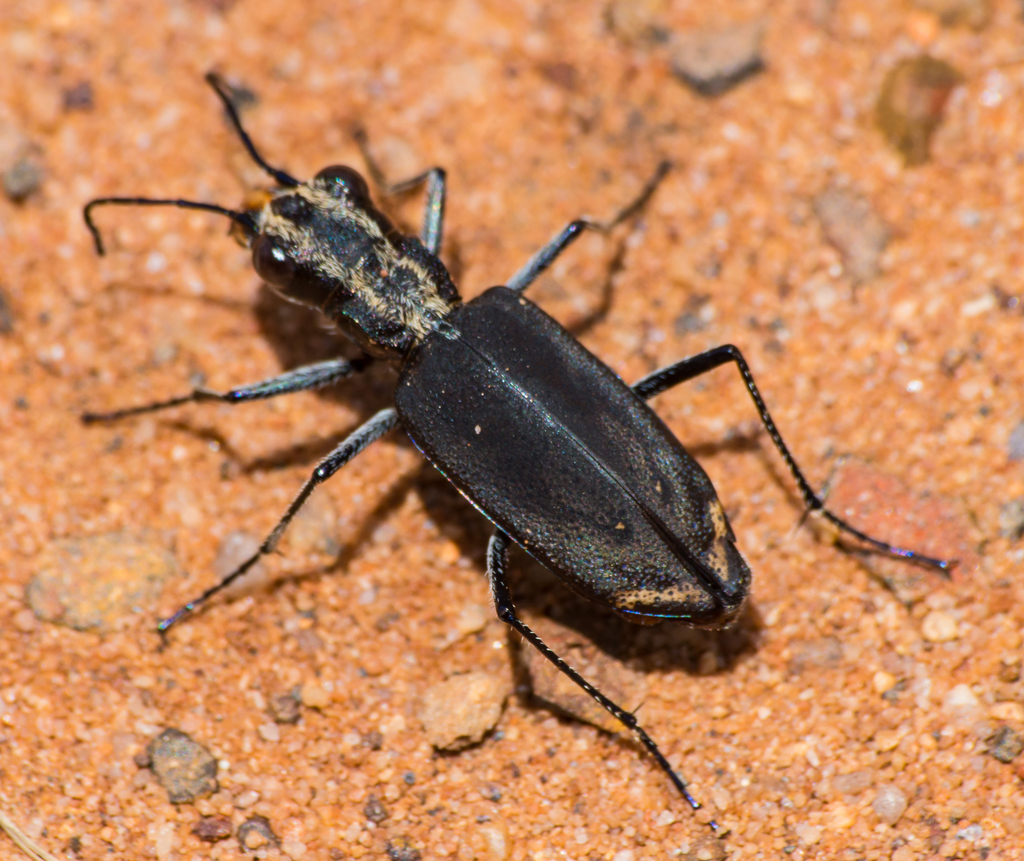Ophryodera rufomarginata