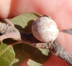 Allokermes cueroensis