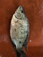 Oreochromis mossambicus image