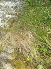 Festuca actae
