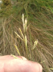 Festuca actae