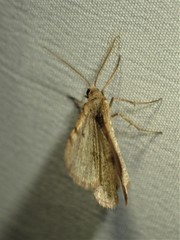 Macaria evagaria