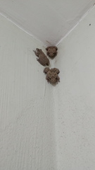 Scinax acuminatus