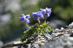 Delphinium brunonianum